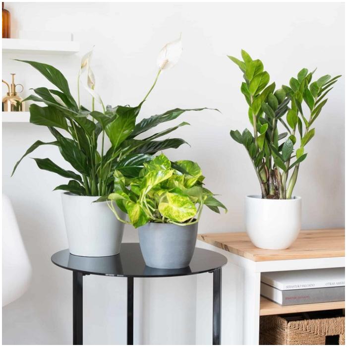 7 Plantas Para Mejorar Tu Sueño